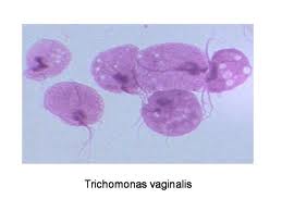 Hvad er Trichomonas?